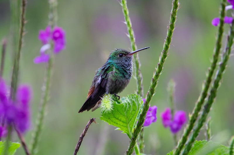 Urban Biodiversity